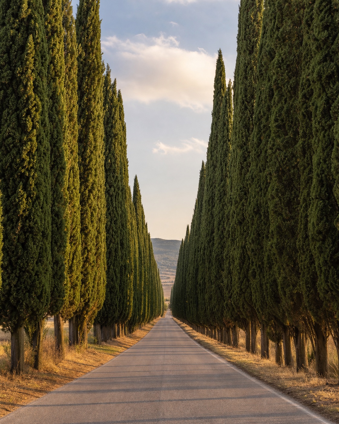 Il Viale dei Cipressi di Bolgheri nella luce del tardo pomeriggio